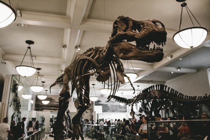 American Museum of Natural History American Museum of Natural History
