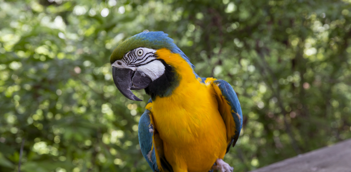 Atlanta Zoo Macaw