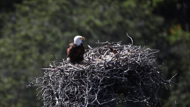 Bald Eagle at Channel Islands National Park Bald Eagle at Channel Islands National Park
