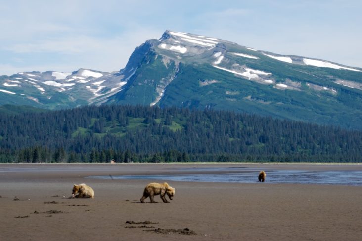 Bears in Lake Clark National Park Bears in Lake Clark National Park