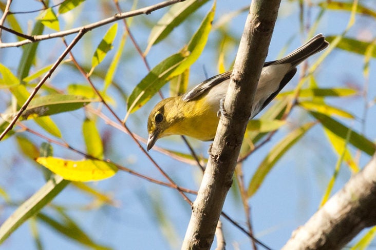 Bird in Congaree National Park Bird in Congaree National Park