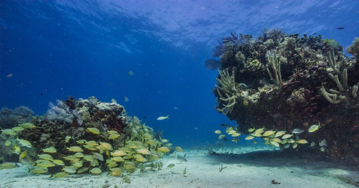 Biscayne National Park underwater Biscayne National Park underwater