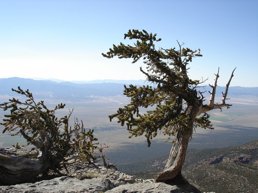 Bristlecone Pine Tree in Great Basin National Park