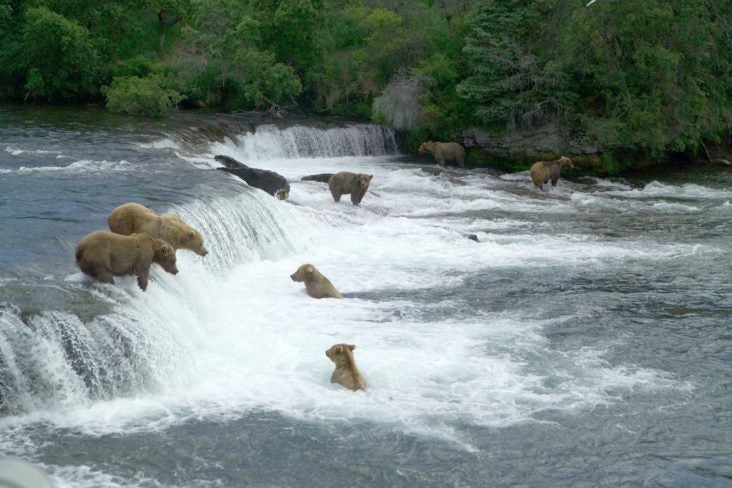 Brown Bears Catching Salmon at Katmai National Park Brown Bears Catching Salmon at Katmai National Park