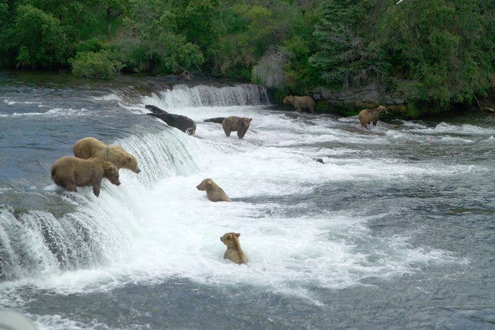 Brown Bears Catching Salmon at Katmai National Park