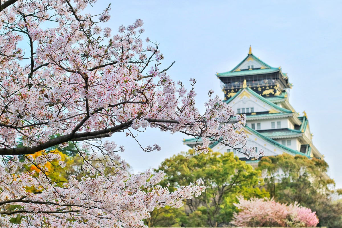 Cherry Blossoms in Osaka Japan