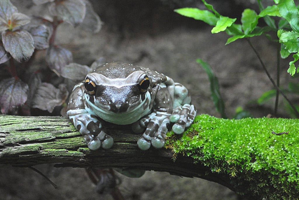 Cincinatti Zoo Frog