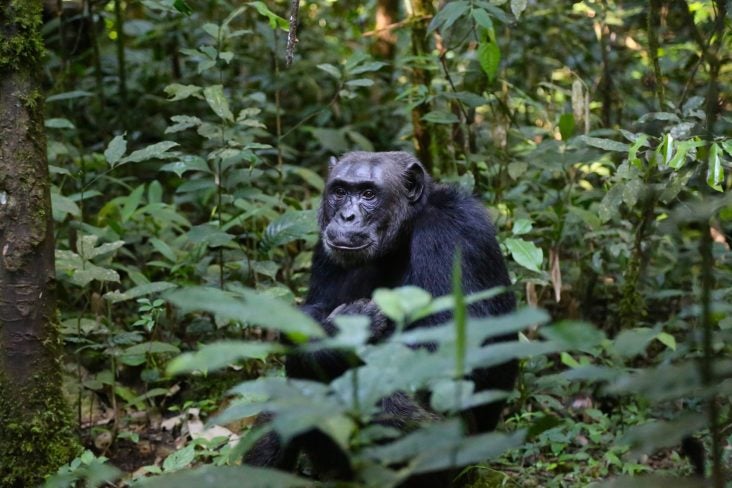 Gombe Chimpanzee Gombe Chimpanzee