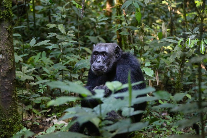 Gombe Chimpanzee Gombe Chimpanzee