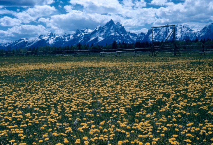 Grand Teton flowers Grand Teton flowers