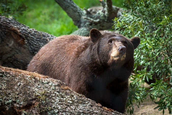 Houston Zoo Black Bear