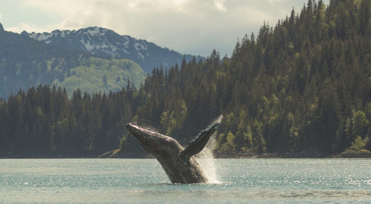 Humpback whale breaching in Glacier Bay National Park Humpback whale breaching in Glacier Bay National Park