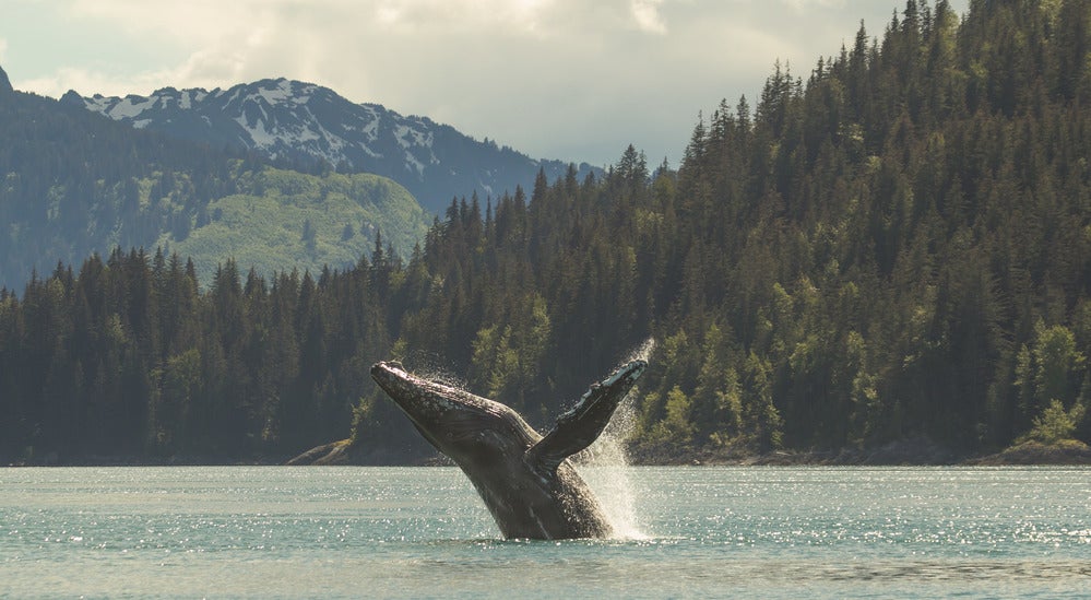 Humpback whale breaching in Glacier Bay National Park
