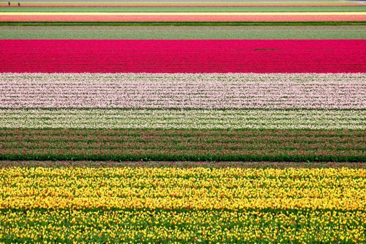 Keukenhof Tulip Fields Keukenhof Tulip Fields