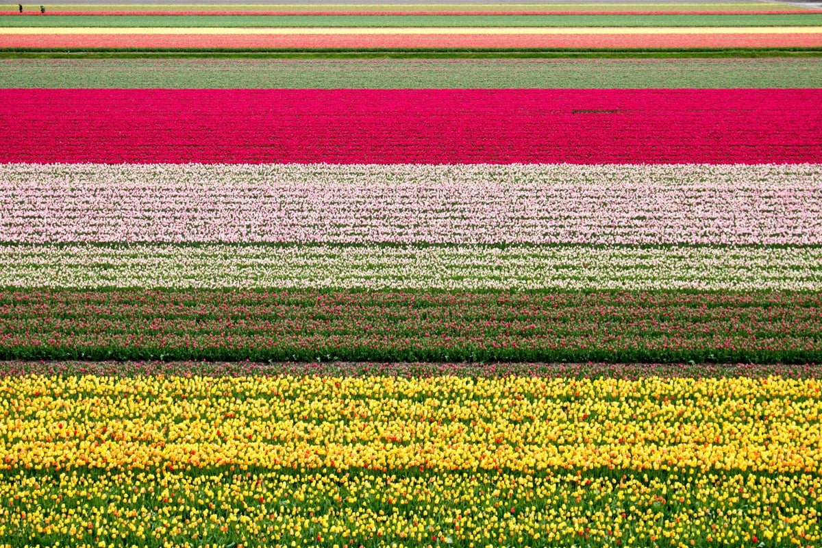 Keukenhof Tulip Fields