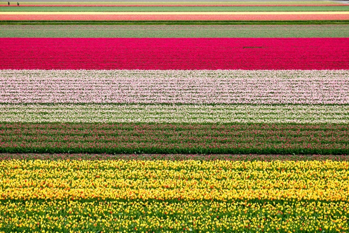 Keukenhof Tulip Fields Keukenhof Tulip Fields