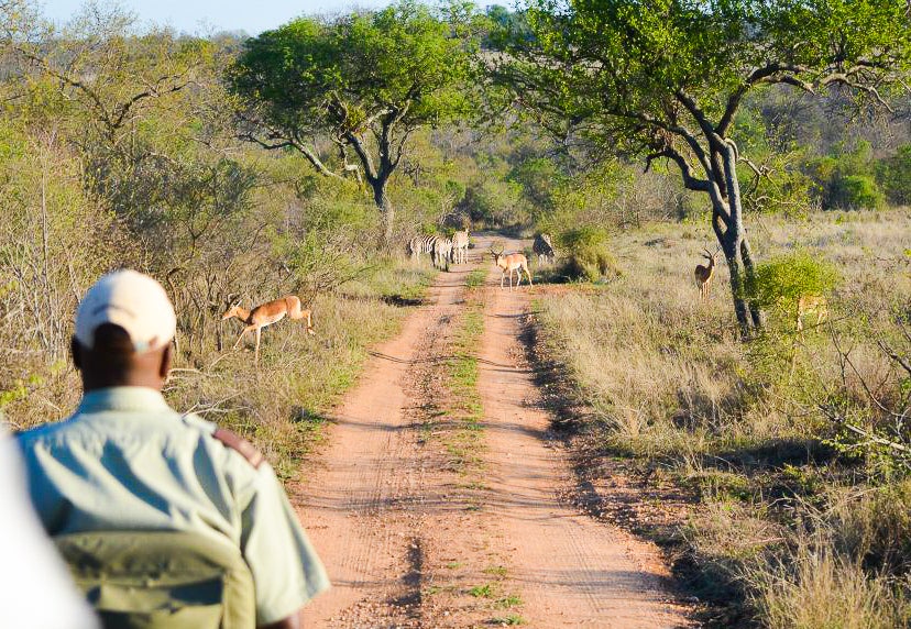 Kruger National Park Animals