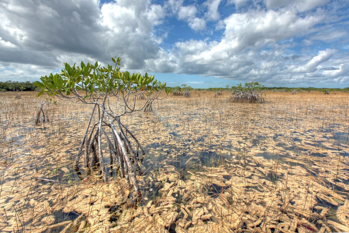 Mangroves in the Everglades National Park