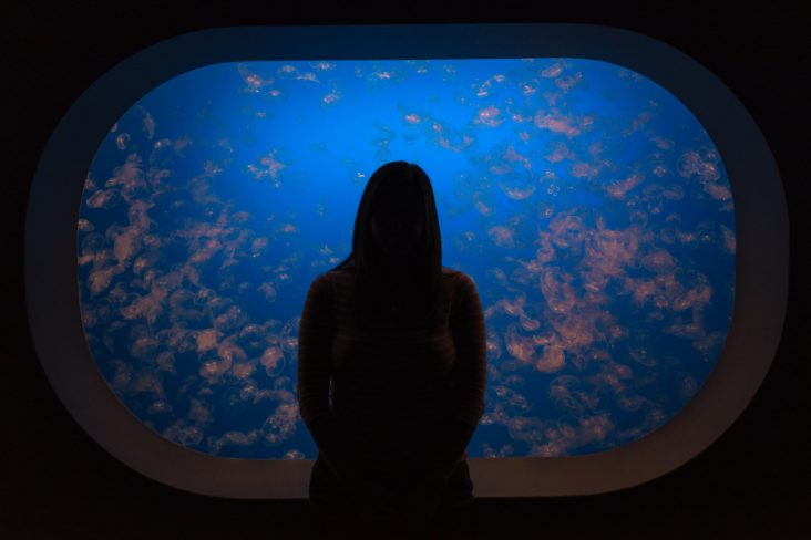 Monterey Bay Aquarium Monterey Bay Aquarium