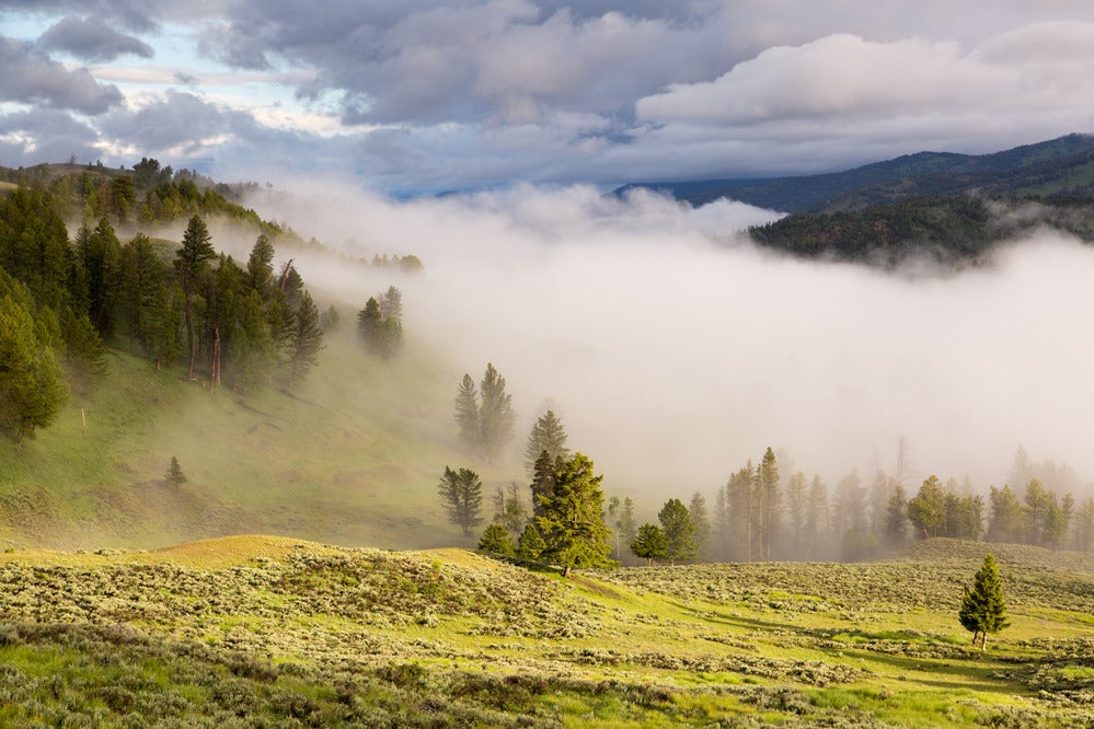 Morning fog in the Yellowstone River Valley in Yellowstone National Park