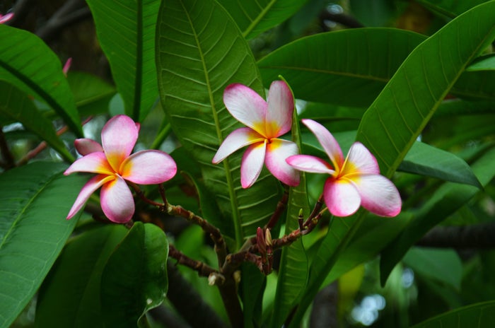 Plumeria