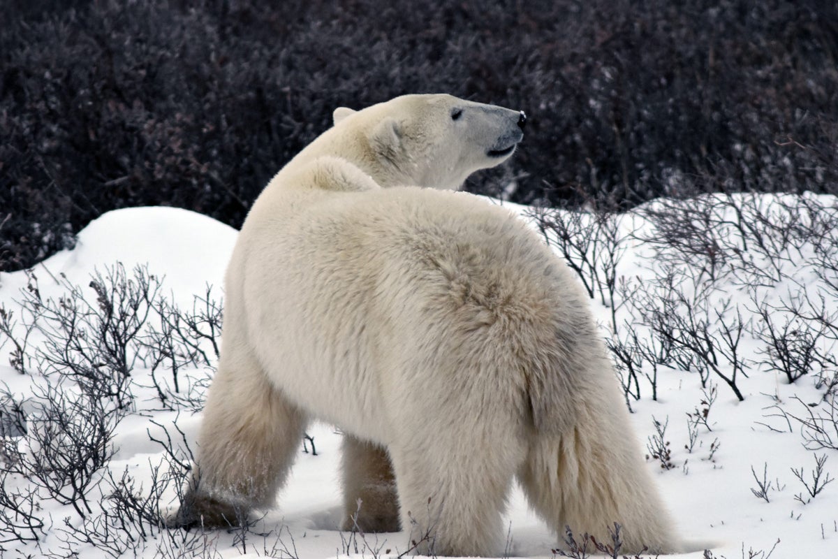 Polar Bears in Churchill Canada