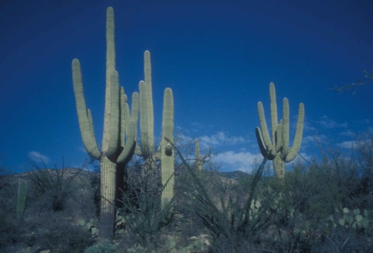 Saguaro National Park Saguaro National Park