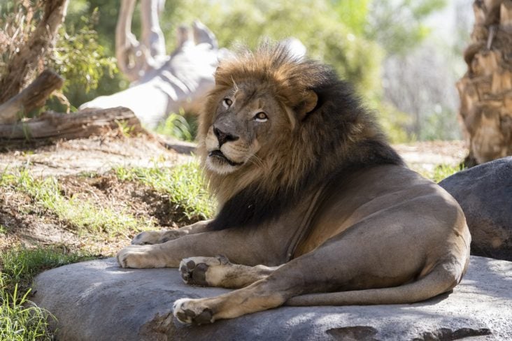 San Diego Zoo San Diego Zoo