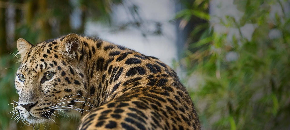 San Diego Zoo Leopard