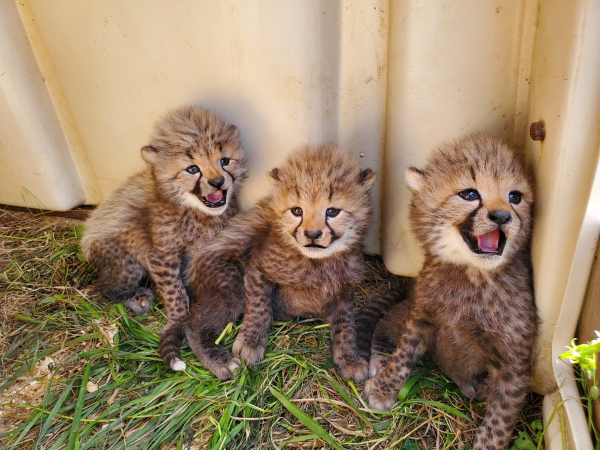 Smithsonian National Zoo Cheetah Cubs