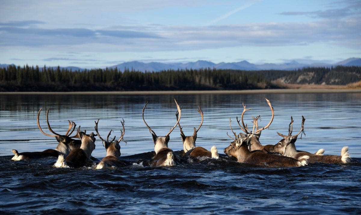 Swimming Caribou in the Gates of the Arctic National Park and Reserve