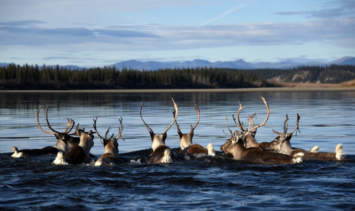 Swimming Caribou in the Gates of the Arctic National Park and Reserve