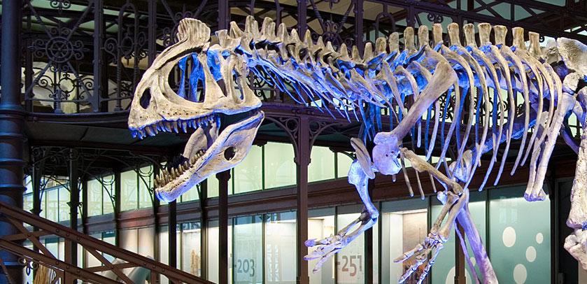 The Museum of Natural Sciences of Belgium