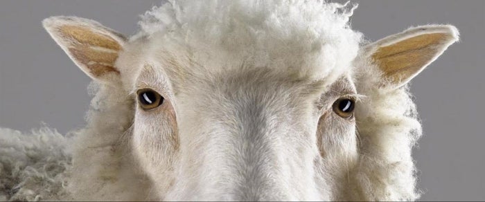 dolly headshot Dolly the Sheep at National Museums Scotland