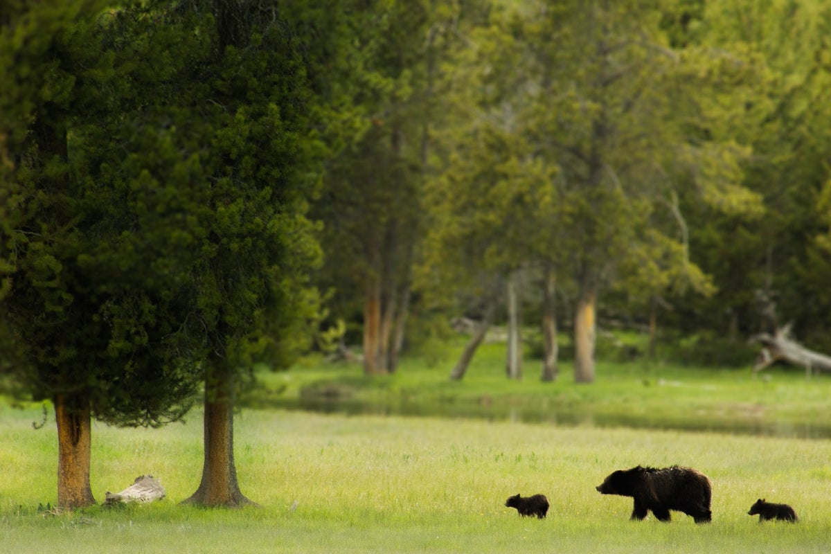 Bear cubs in Yellowstone