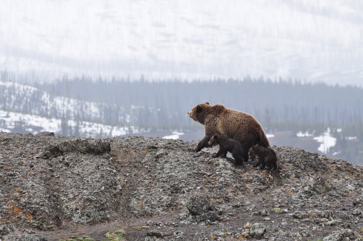 Bear family in Yellowstone