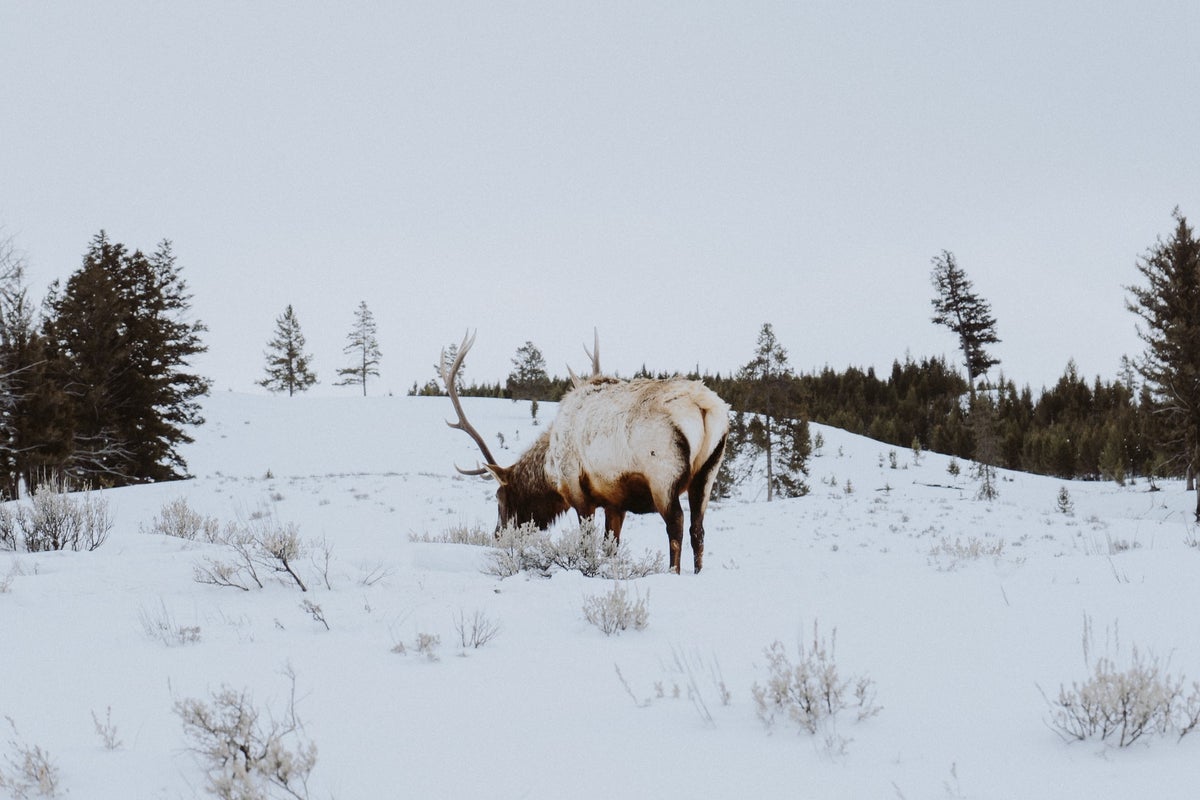Elk Grazing in Yellowstone