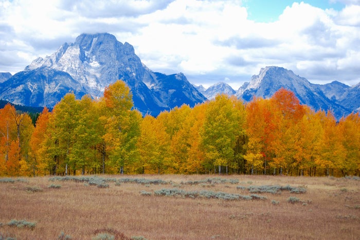 Fall Foliage in Yellowstone