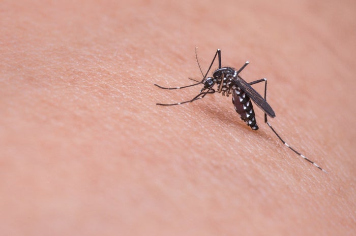 The 10 Best Natural Insect Repellents and Bug Sprays for Travel