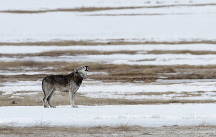 Wolf in Yellowstone