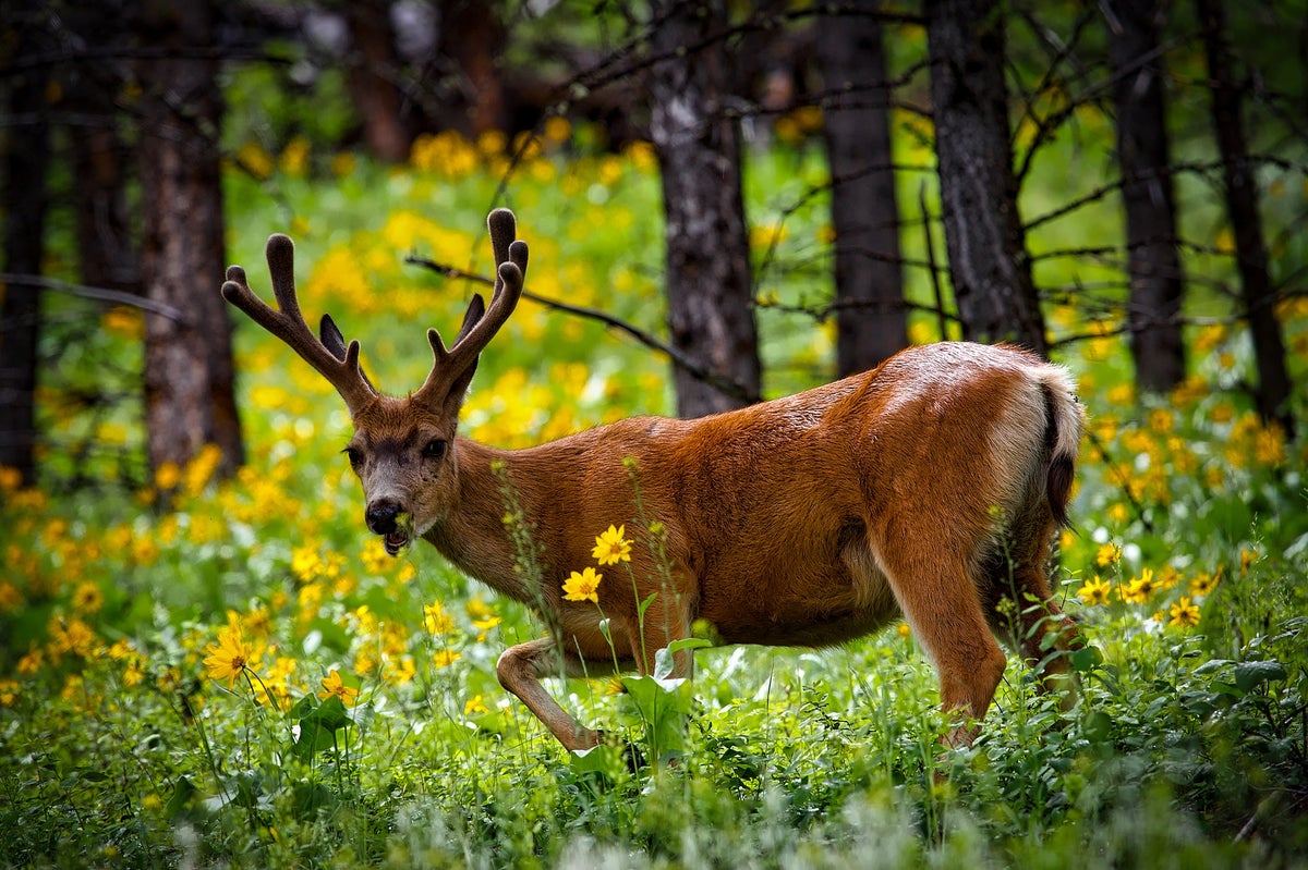Yellowstone Deer