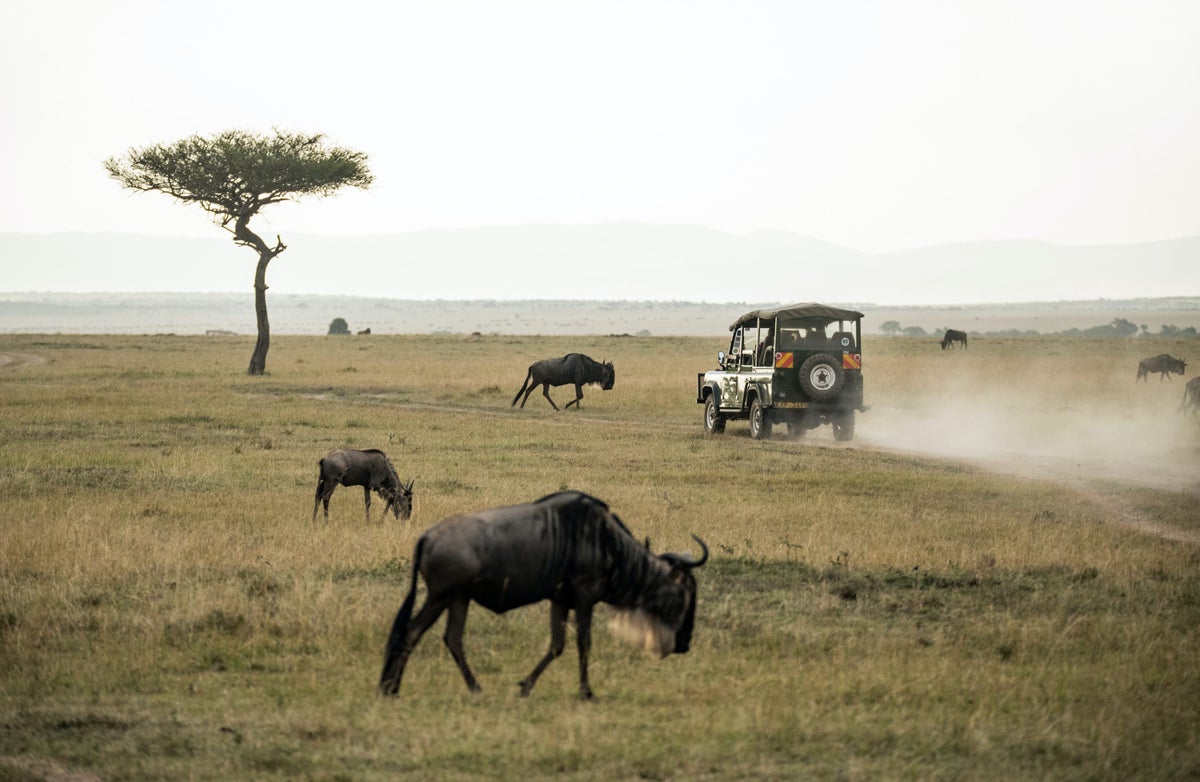 A few wildebeest graze near a safari jeep.