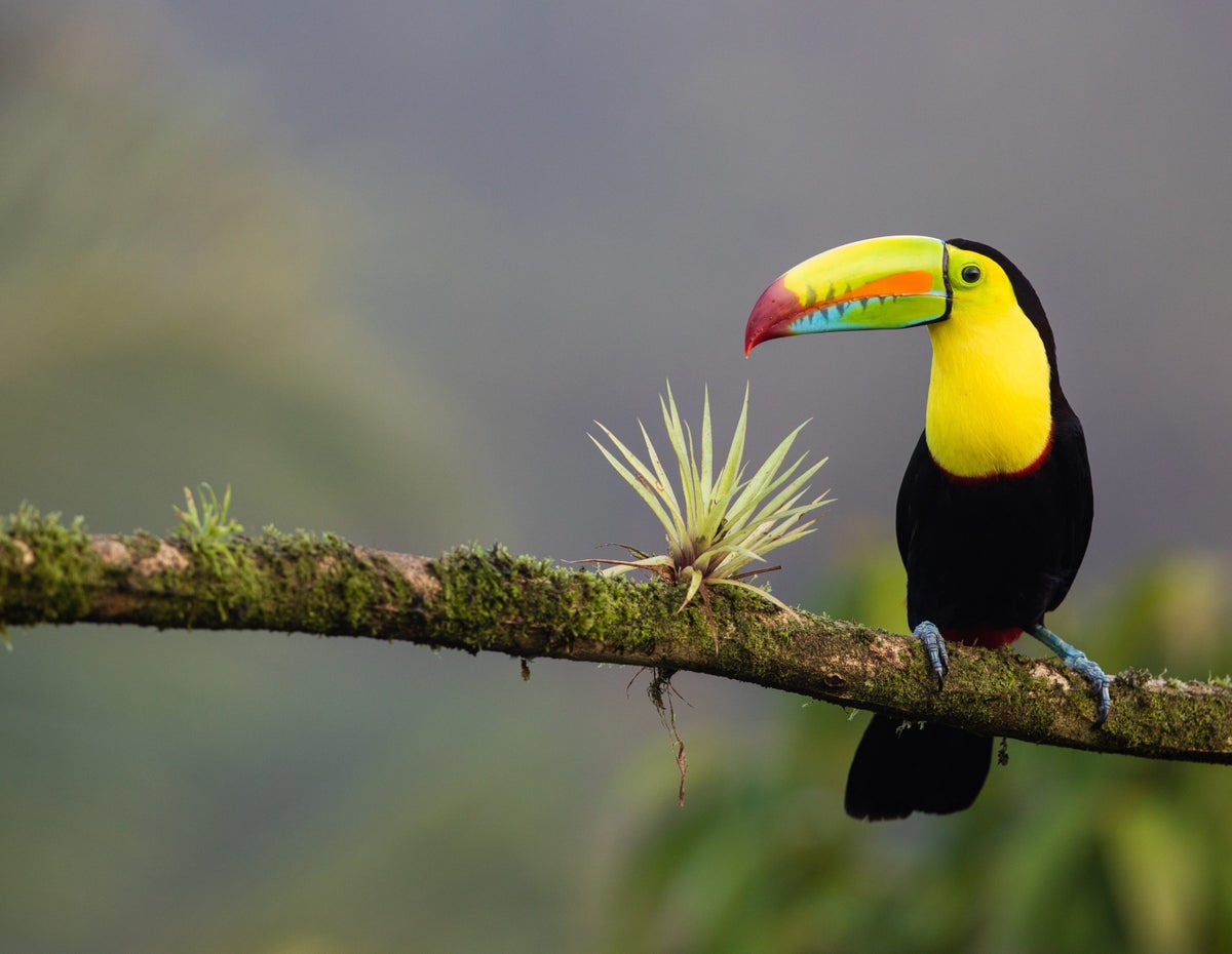 Costa Rica Small Group Tour