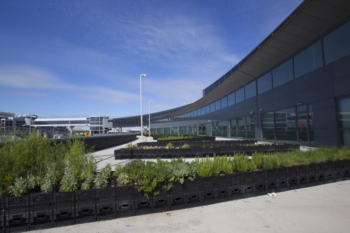 JFK Jetblue Terminal 5