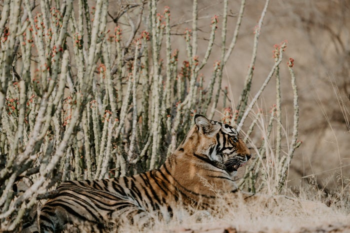 Ranthambore National Park