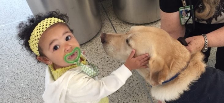 SMF Therapy Dogs SMF Therapy Dogs