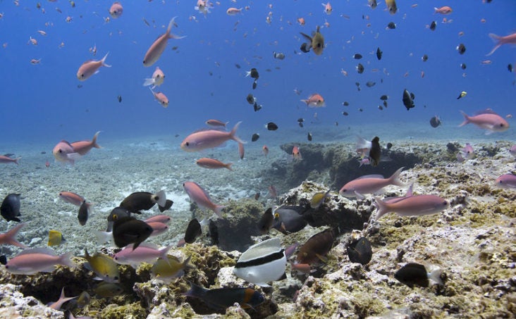 Papahānaumokuākea Papahānaumokuākea