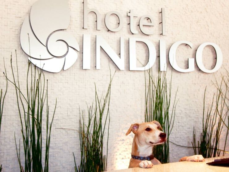 IHG Hotel Indigo Pet friendly