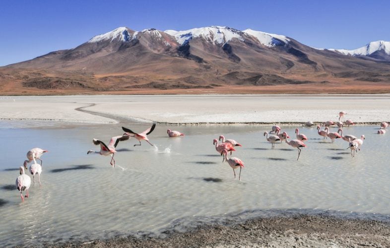 Bolivia Flamingos Salt Flats Bolivia Flamingos Salt Flats