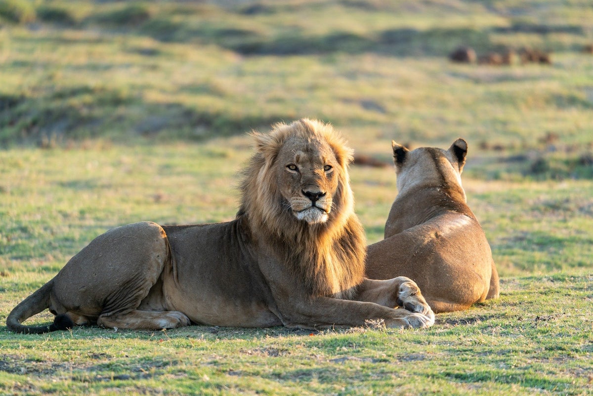 Botswana Lion